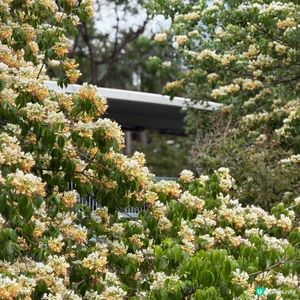 奧海城白色花海🌼