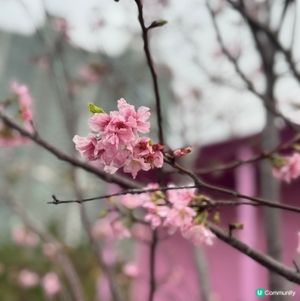 香港都有得睇櫻花？🌸抓緊賞花的尾巴😗