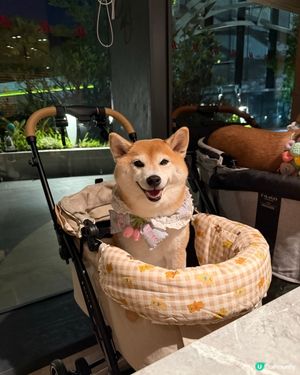 🍽️終於可以坐室內食Buffet🎉