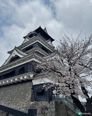 熊本城賞櫻🌸