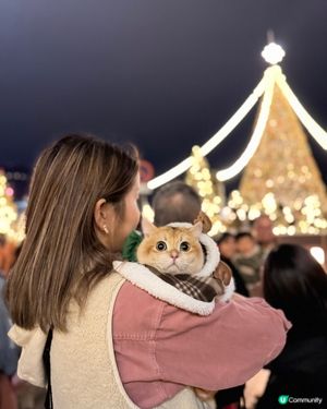 貓貓過聖誕