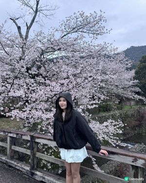 日本🇯🇵最好拍攝Sakura 位置