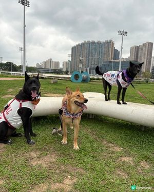 彭福好天氣狗狗開心🥳