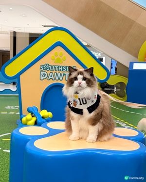 全新升級「SOUTHSIDE PAWTY」室內貓狗樂園