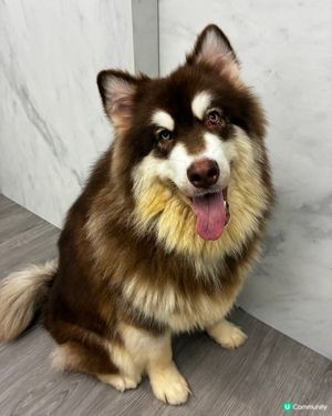 狗仔充電站🐶🐶