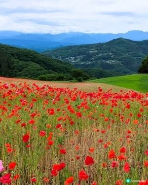 天空のポピ－2025 😭 取消啦！