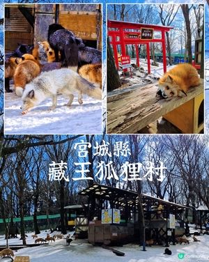 狐狸村抱抱體驗！🦊🫂❤️