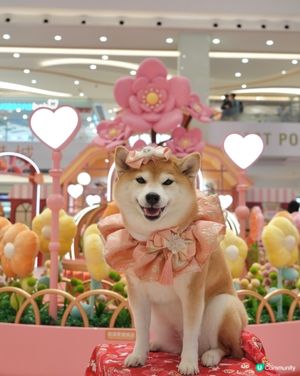 新春打卡好去處