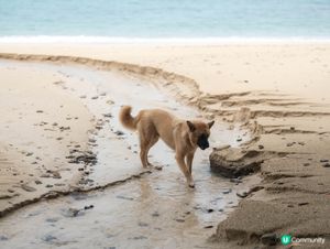 🏝️東平洲|新手都行到!香港地質公園,頁岩+更樓石+龍落水
