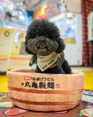 潮爸夾公仔！⚔️ 海參有新屋啦！🤩