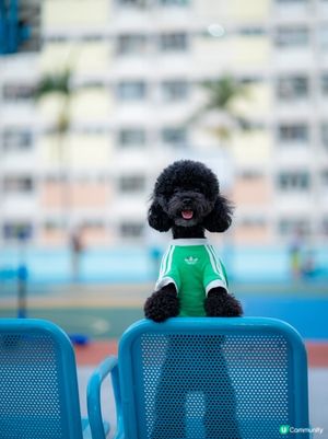 快消失的彩虹邨🌈