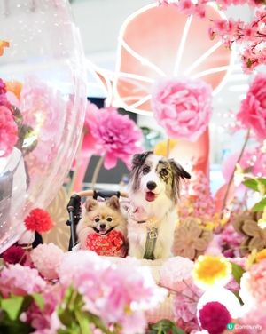 新春花花庭園佈置