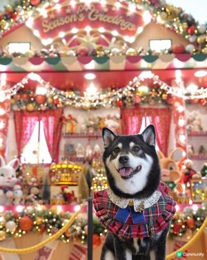 康城聖誕夢幻小鎮🎄！打卡位勁多📸！