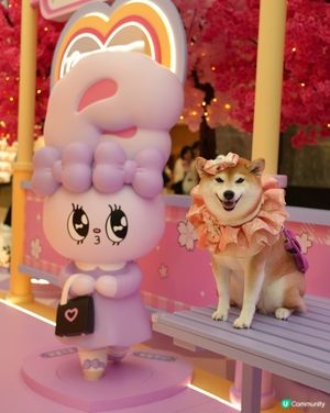 🌸 新春櫻花鐵道之旅 🚃