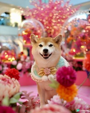 🌺花結春園🌸