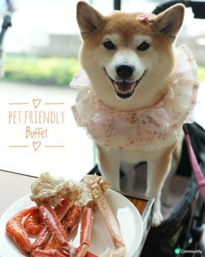 🐶帶毛孩食酒店Buffet🍽️