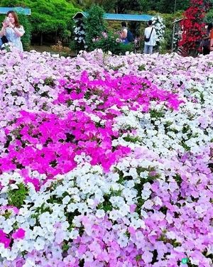 足利花卉公園🌸 紫藤花海夢幻之旅！