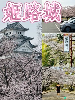 姬路城賞櫻，令人療癒的夢幻櫻花盛宴！🌸