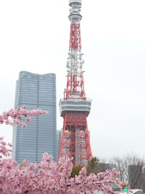 🏃‍♀️ 東京馬拉松衝線！芝公園早櫻📸🌸