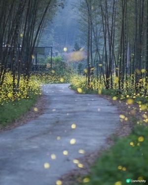 螢火蟲季開鑼！全台賞螢攻略 