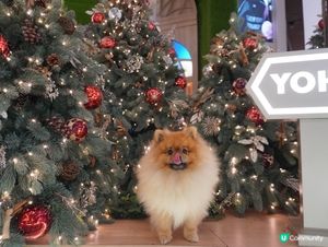 聖誕寵物打卡好去處