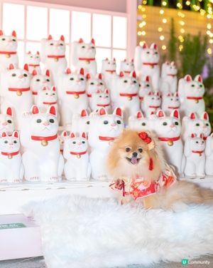 貓貓祭典超好玩！😍 📍上水廣場