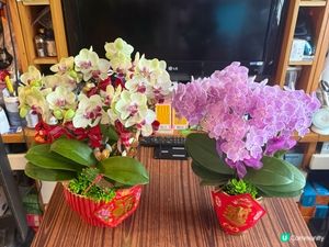 過咗正月15啲蘭花依然咁靚，唔捨得掉咗佢