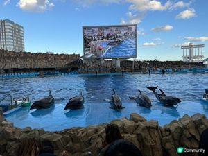 名古屋水族館🌊！虎鯨海豚show🐬！