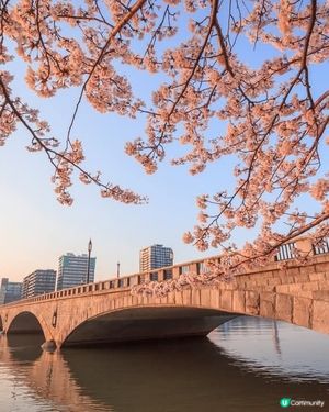 新潟信濃川🌸滿開啦！🤩