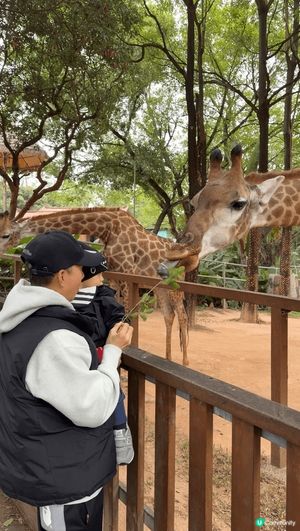 深圳野生動物園
有好多動物睇😍 猛獸區, 雀鳥區, 小型動