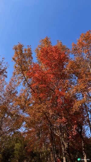 秋冬行山路線：大棠楓香林➡️千島湖➡️黃金海岸
趁天氣仲凍、