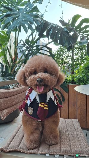 今日全場爆滿
🏙️ 啟德寵物天堂｜「花廚」！
超大平台草地