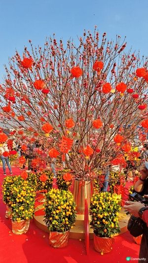 今年馬年年初三到沙田馬場感受一下新春氣氛，馬年行大運！
我