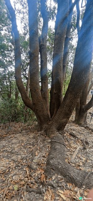 1. 好有趣，一個樹幹出七條之小樹幹
2. 沙田望天石
3.