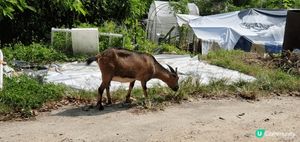 大棠行山， 適合一家大細， 享受家庭樂之餘， 還可以飽覽美景