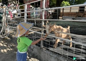 大埔的蝶豆花園是一個非常適合親子遊樂的好去處。這個佔地50萬