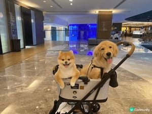 📸 Pet friendly 好去處大集合！
放假首選一定