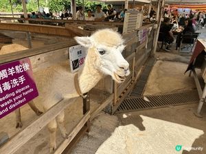 大埔蝶豆花園真係一家大小好嘅去處！入面有靚靚嘅花海，適合拍照