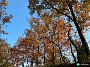 推薦本地親子好去處：大棠郊野公園！往年都是12月底到1月初最