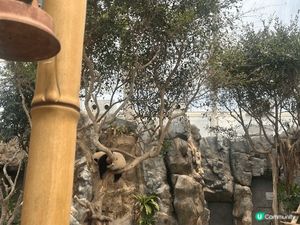 記錄一下生日當日探樂樂、盈盈、加加同得得。本來都係本住睇下、