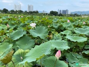 今日想推薦週末好去處『塱原濕地』，入場免費，非常多農田，還可