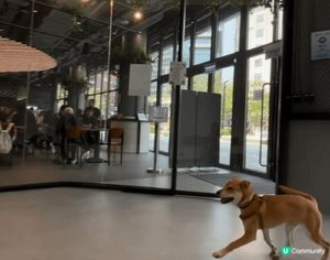 新蒲崗東蒲 Tung Po🐶☕ 寵物友善cafe・獨立狗區