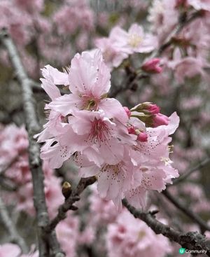 早幾日去石門開心影櫻花🌸🌸🌸🌸 超正！安景街公園（O