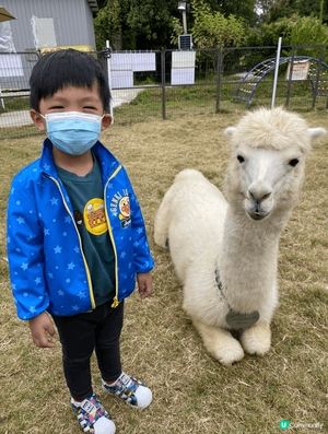 推薦元朗錦田菠蘿園，適合一家大小遊玩，可以餵羊駝及兔子，也有