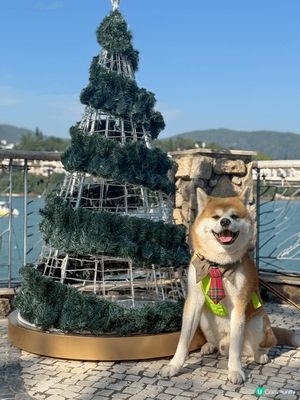 聖誕必去愉景灣❤️「愉景灣意式冬日慶典」勁多打卡位同埋聖誕燈