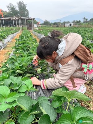 小朋友可以係錦田鄉村俱樂部採擷日本種士多啤梨 
我想去AI