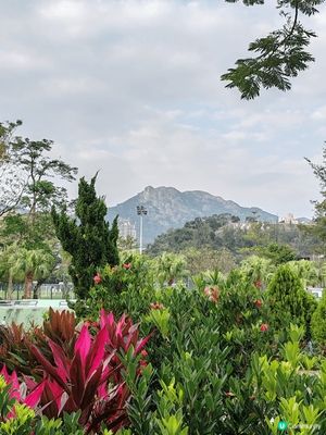 獅子山是香港著名山峰及地標，位於九龍和新界之間，九龍群山之一