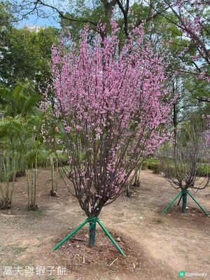 香港好去處 | 天水圍公園 | 梅花 | 紫羅蘭 | 繡球花