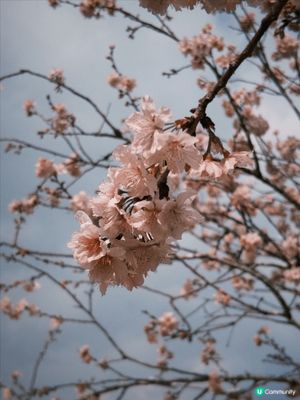 香港賞櫻好去處｜石門安景街公園，櫻花飄落如詩如畫，春日氛感滿