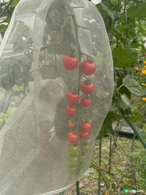 呢個係位於葵芳新都會商場，入面有一個小小嘅花圃，中咗好多唔同